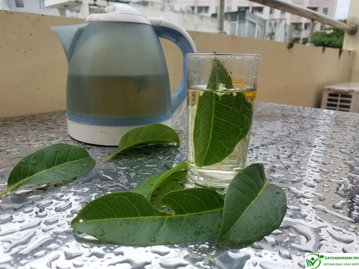 Lá vối được đun thành nước uống hàng ngày, một hình thức sử dụng phổ biến