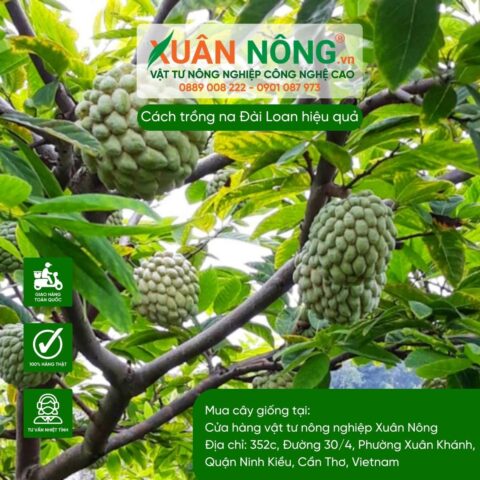 Cách Trồng Cây Na Đài Loan: Hướng Dẫn Kỹ Thuật Chi Tiết Cho Năng Suất Cao