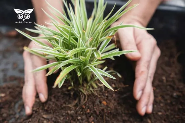 Làm đất trồng cây dây nhện