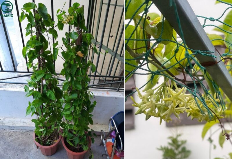 Cách Trồng Hoa Thiên Lý Trong Thùng Xốp Đơn Giản, Ra Hoa Bội Thu