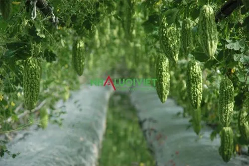 Làm giàn chuẩn kỹ thuật cho cây mướp