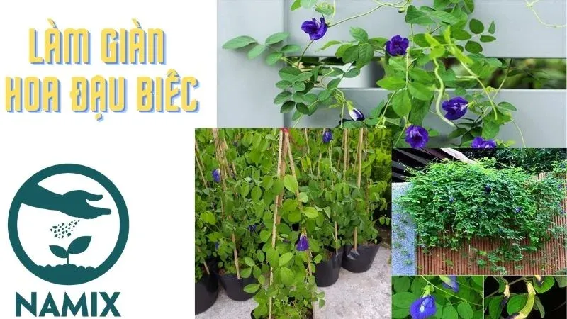 Làm giàn leo để cây đậu biếc phát triển tối ưu