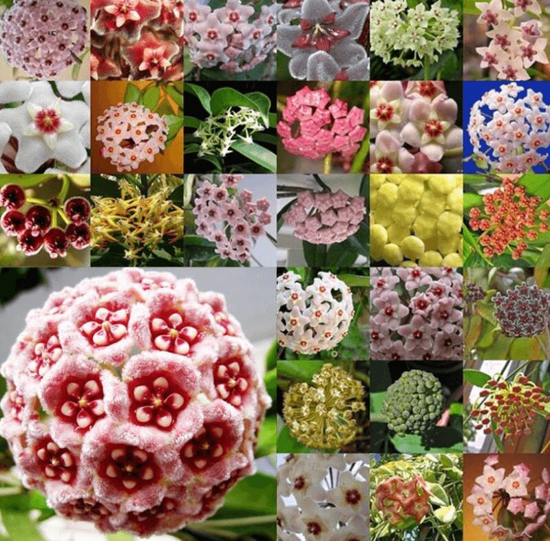 Cách Trồng Hoa Lan Cẩm Cù Ra Hoa Quanh Năm: Hướng Dẫn Kỹ Thuật Chi Tiết