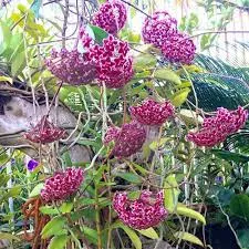 Lan cẩm cù lá trái tim là dòng lan được yêu thích nhất hiện nay với lá hình trái tim