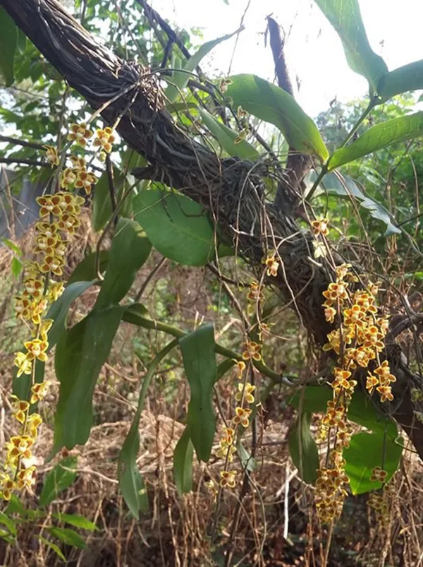 Lan căn diệp sống ngoài tự nhiên