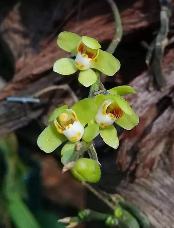 Lan căn diệp xanh