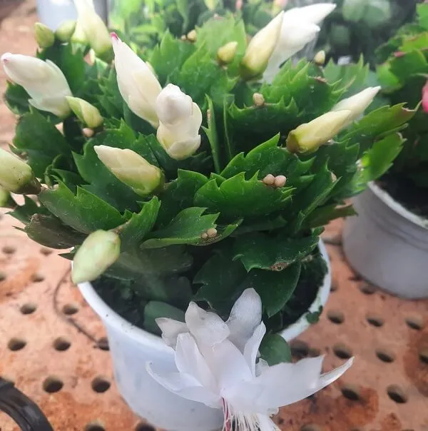 Lan càng cua (Tiểu Quỳnh) với đặc điểm thân đốt mập mạp và lá khía