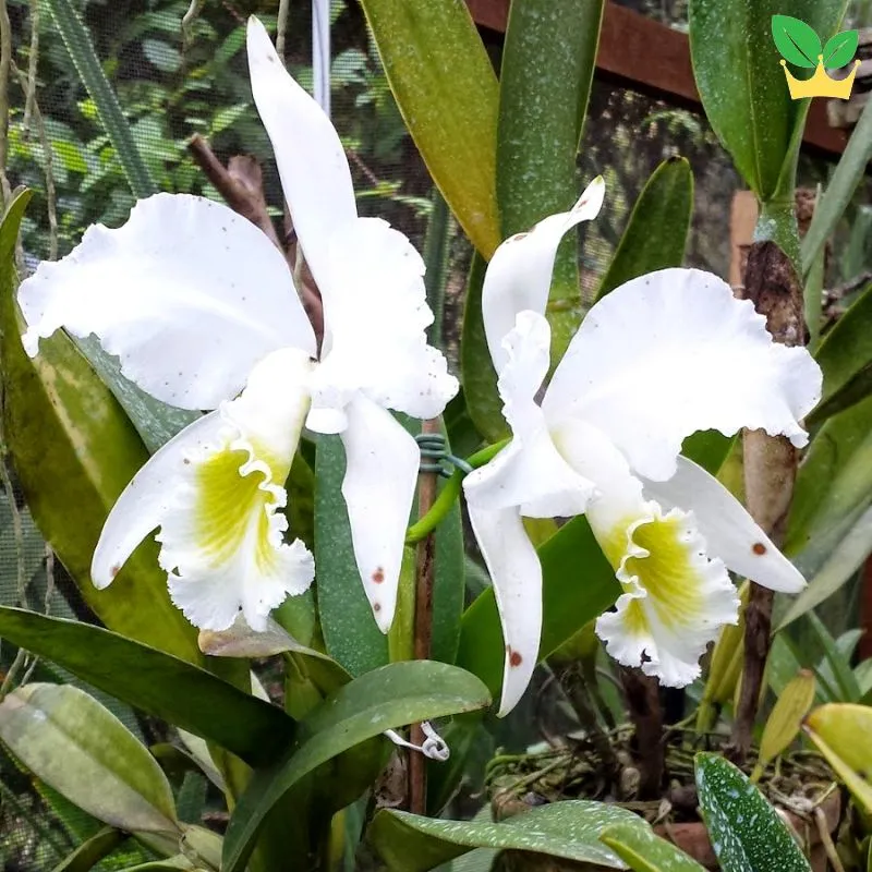 Lan Cattleya với những cánh hoa lớn, kiêu hãnh và rực rỡ