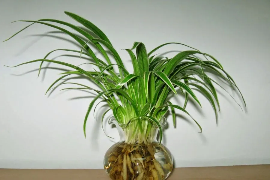 Lan chi là một thảo dược quý trong Đông Y.