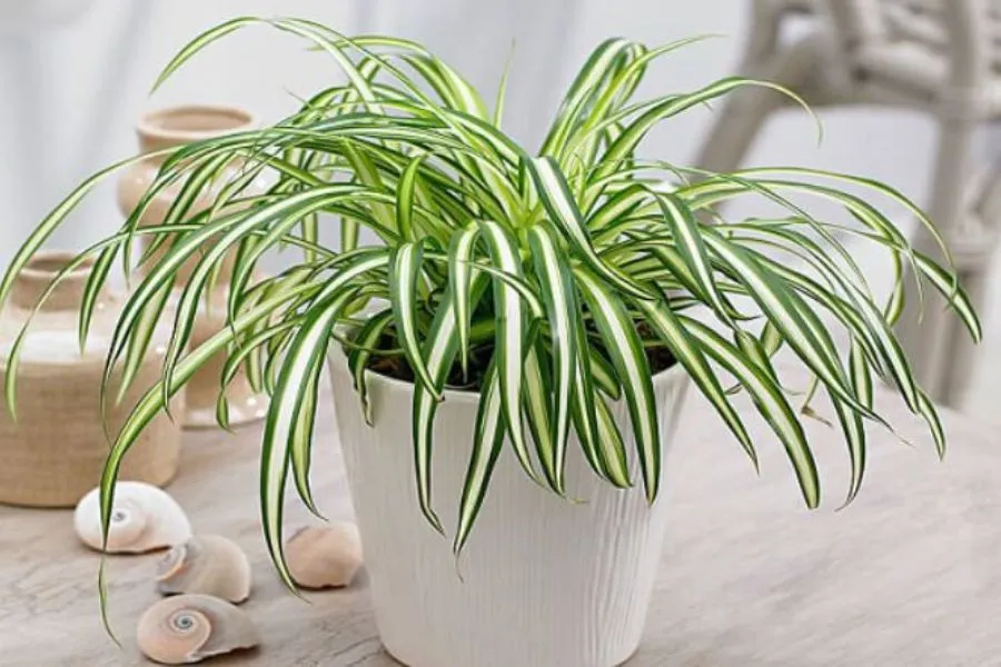 Lan chi thích hợp với người mệnh Kim và mệnh Thuỷ.