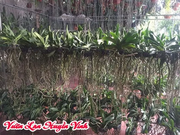 Lan Đai Châu giống đang thuần, cần chú ý chăm sóc bộ rễ mới để kích thích ra hoa đúng vụ