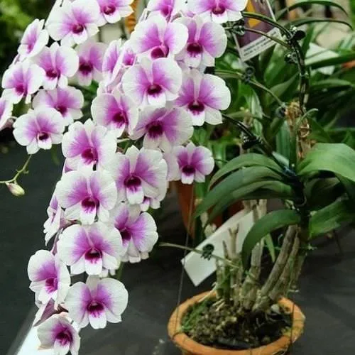 Lan Dendro đang được trồng vào chậu đất nung với giá thể than củi và vỏ dừa đã xử lý