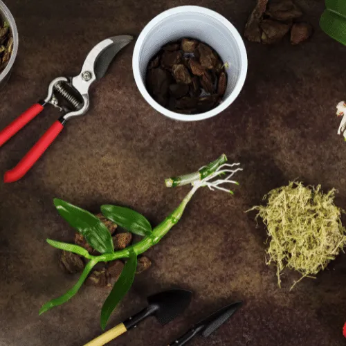 Lan Dendro được trồng trong chậu nhựa và giá thể thoáng khí