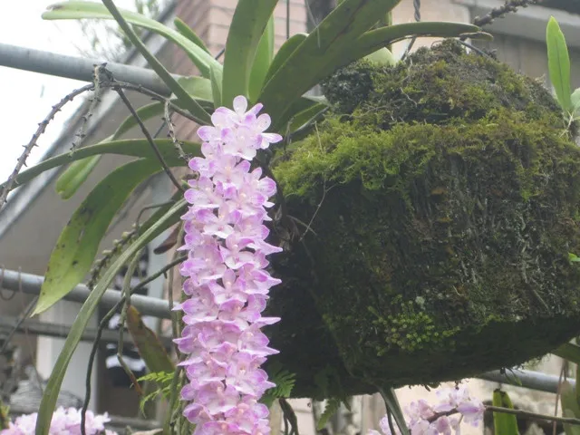 Lan Đuôi Chồn nở hoa rủ xuống tuyệt đẹp sau quá trình chăm sóc