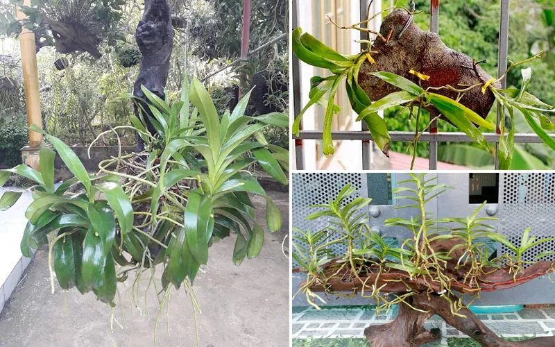 Lan Giáng Hương Tam Bảo Sắc được cố định chắc chắn trên giá thể gỗ, sẵn sàng phát triển bộ rễ mới