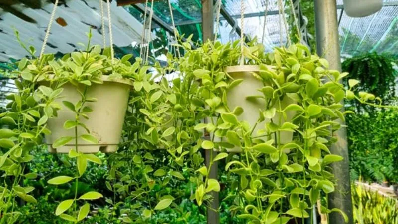 Lan hạt dưa đòi hỏi sự chăm sóc kỹ lưỡng, là một yếu tố cần xem xét khi quyết định không nên trồng cây gì trong nhà.