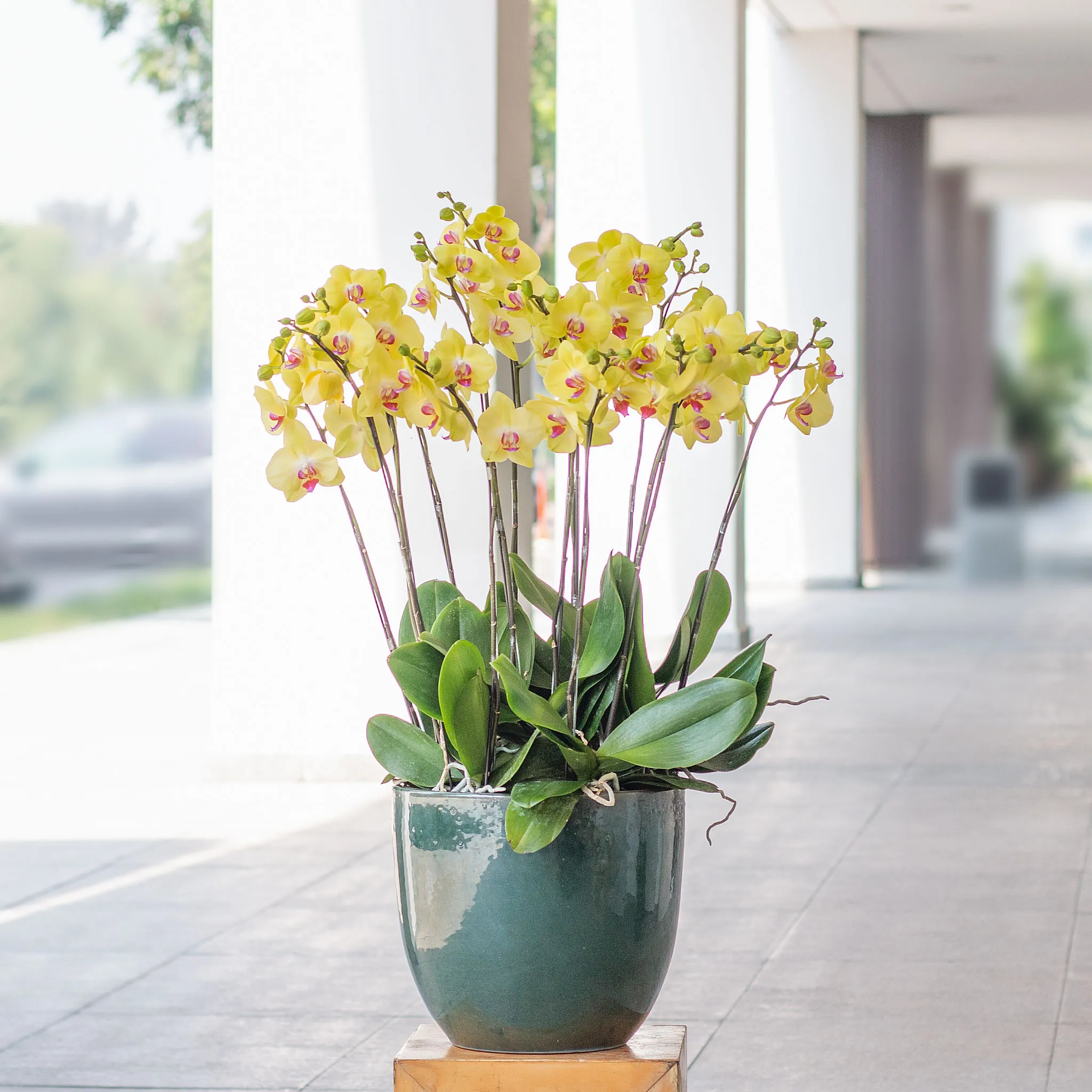 Lan Hồ Điệp màu vàng thích hợp cho những dịp Tết, chúc mừng