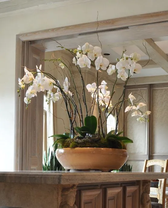 Lan hồ điệp nội thất trang trí