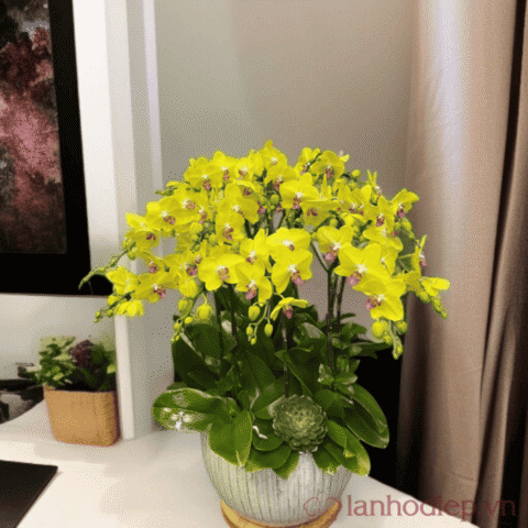 Chăm Sóc Hoa Lan Đúng Cách: Bí Quyết Từ Chuyên Gia Để Lan Nở Rực Rỡ