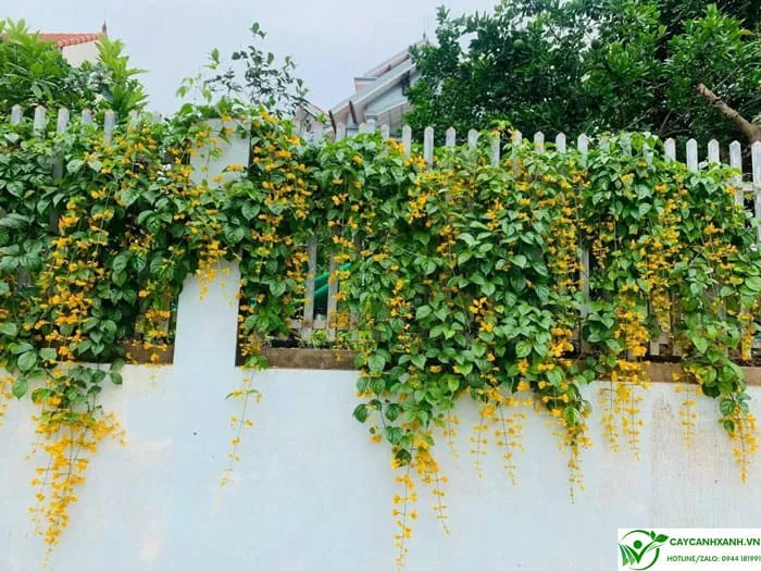 Lan hoàng dương hoa vàng, thân leo