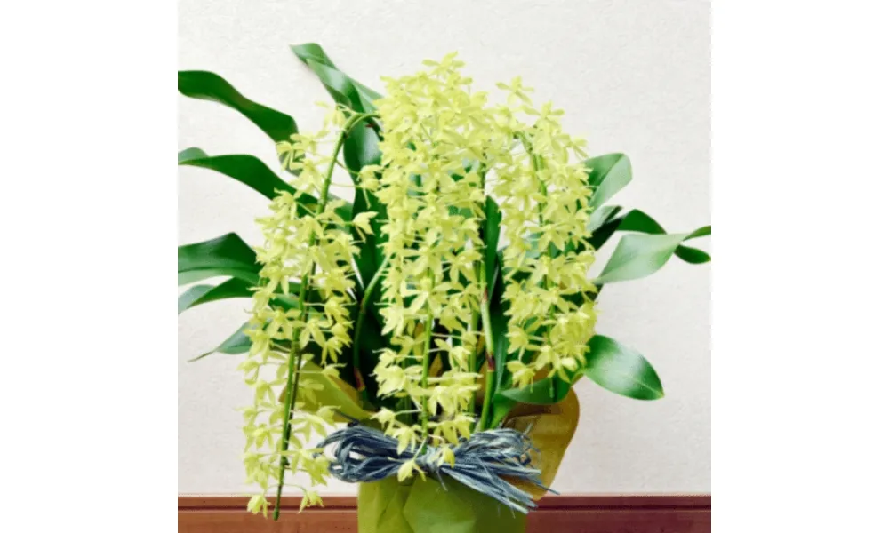 Lan hoàng hậu có màu vàng sữa