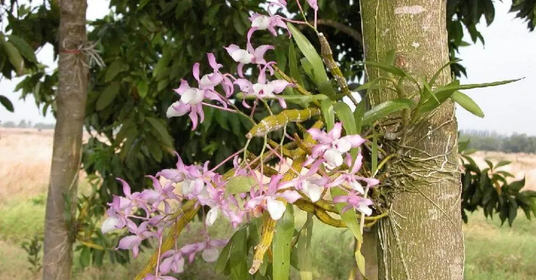 Lan hoàng thảo xoắn đẹp rực rỡ bám trên thân cây