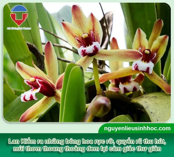 Lan Kiếm ra hoa rực rỡ nhờ kỹ thuật trồng và chăm sóc chuyên sâu