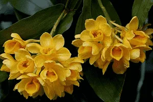 Lan Kiều dẹt thuộc dòng lan hiếm có giá trị sưu tầm cao, yêu cầu cao về kỹ thuật chăm sóc các loại hoa lan