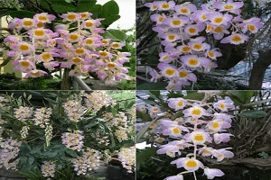 Lan Kiều Tím huyền bí với 5 cánh màu tím đặc trưng, một trong những loại hoa lan cần kỹ thuật chăm sóc đặc biệt