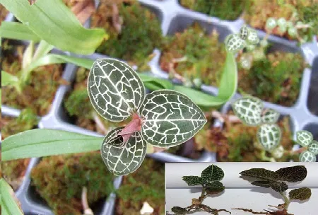 Lan kim tuyến trồng trong chậu, được chăm sóc kỹ lưỡng, thể hiện sự phát triển mạnh mẽ và khả năng làm cây cảnh