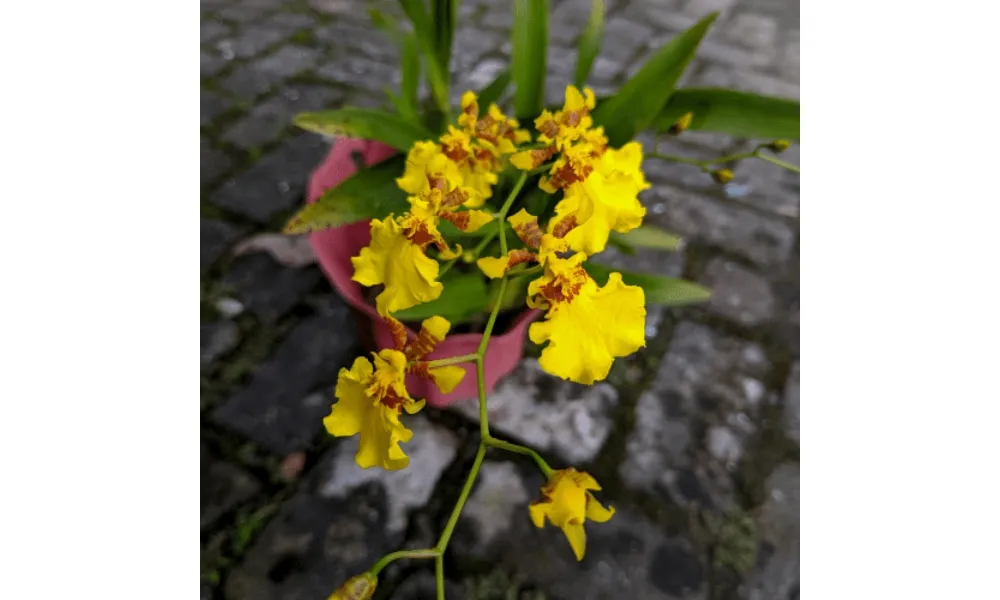 Lan mật ngọt thường được trang trí ở quán cà phê