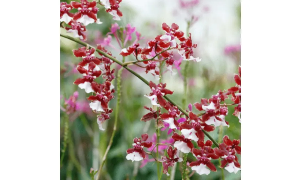 Lan mèo hoang có vẻ đẹp hoang dã, kỳ bí