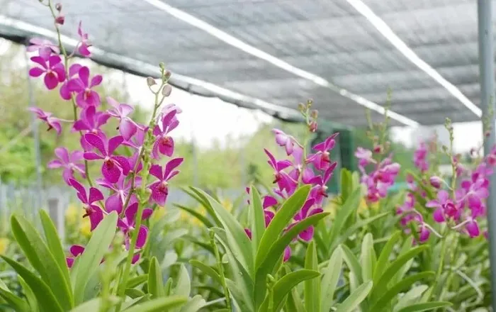 Lan Mokara là dòng lan lai giữa ba giống lan: Arachnis, Ascocentrum và Vanda. Cây có thân trụ đứng, lá mọc dọc hai bên, rễ phát triển mạnh