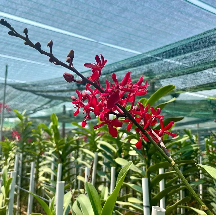 Lan Mokara phát triển mạnh mẽ và nhanh cho hoa khi được trồng bằng giá thể than củi, xơ dừa hoặc dớn đá, đảm bảo thoát nước tốt