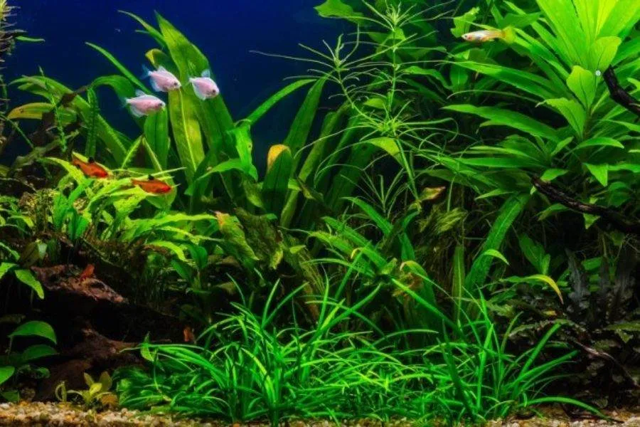 Lan Nước là nơi trú ngụ của nhiều loài cá trong môi trường thủy sinh, đồng thời giúp lọc sạch nước