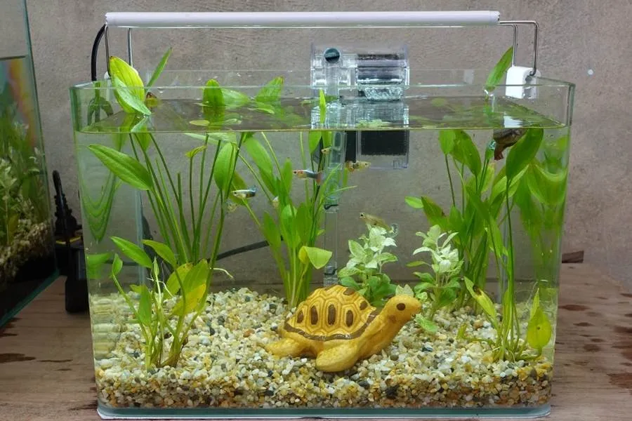 Lan nước mang ý nghĩa may mắn và tài lộc, thích hợp để trang trí bàn làm việc hoặc phòng khách