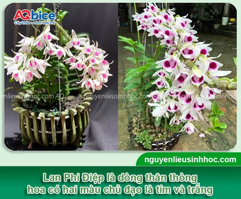 Lan Phi Điệp được trồng nhiều tại nhà với quá trình chăm bón không quá cầu kỳ