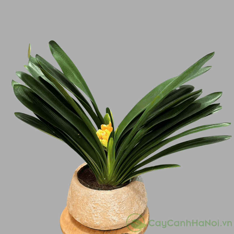 Cách Chăm Lan Phượng Vĩ Ra Hoa: Hướng Dẫn Kích Hoa & Duy Trì Độ Bền