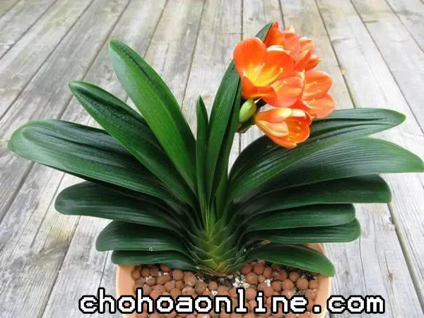 Lan Quân Tử đang nở hoa màu đỏ cam rực rỡ trên nền xanh lá bóng mượt