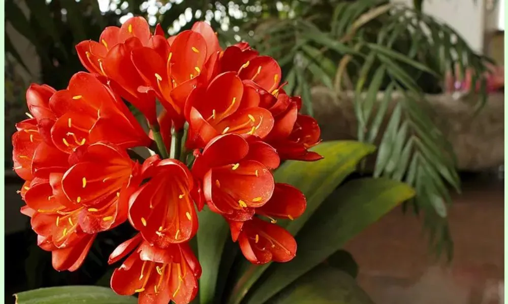 Lan quân tử đang ra hoa rực rỡ, biểu tượng của may mắn và tài lộc