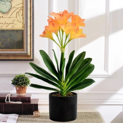 Cách Chăm Sóc Hoa Lan Quân Tử: Hướng Dẫn Chi Tiết Để Cây Nở Hoa Rực Rỡ Và Bền Đẹp