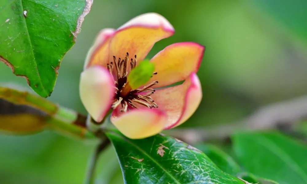 Lan tiêu là cây ưa sáng, nên được trồng ở nơi có ánh nắng nhẹ