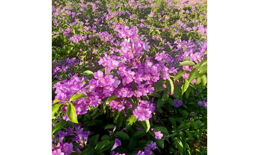 Lan tỏi trồng nơi có nhiều ánh sáng mặt trời