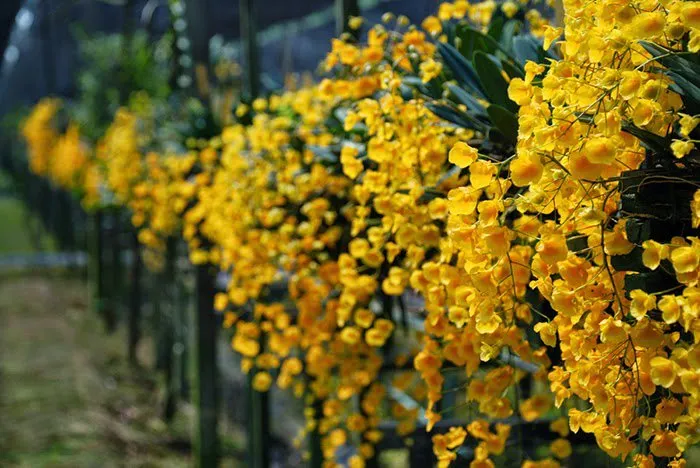 Lan vảy rồng đang ra hoa với những chùm hoa màu vàng rực rỡ trên thân mập