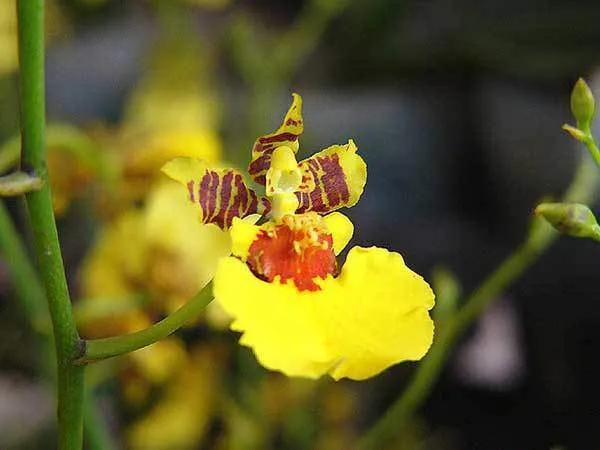 Lan Vũ Nữ khoe sắc rực rỡ, chi tiết cách chăm sóc lan vũ nữ ra hoa bền đẹp