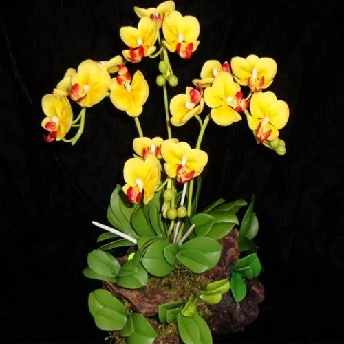 Lan vũ nữ rực rỡ với nhiều màu sắc khác nhau trong chậu treo