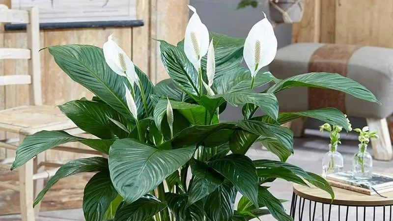 Lan Ý phù hợp với tính cách điềm đạm của tuổi Ất Sửu