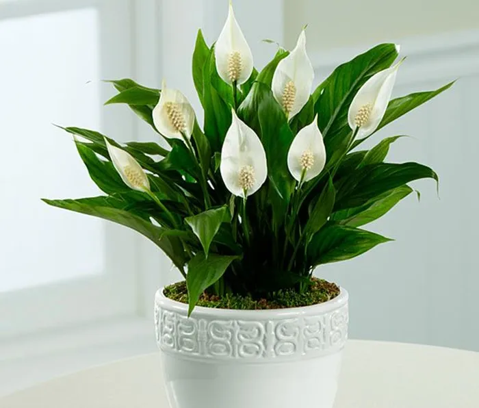 Lan ý với hoa trắng tinh khôi, hiệu quả loại bỏ chất độc và hút ẩm trong nhà