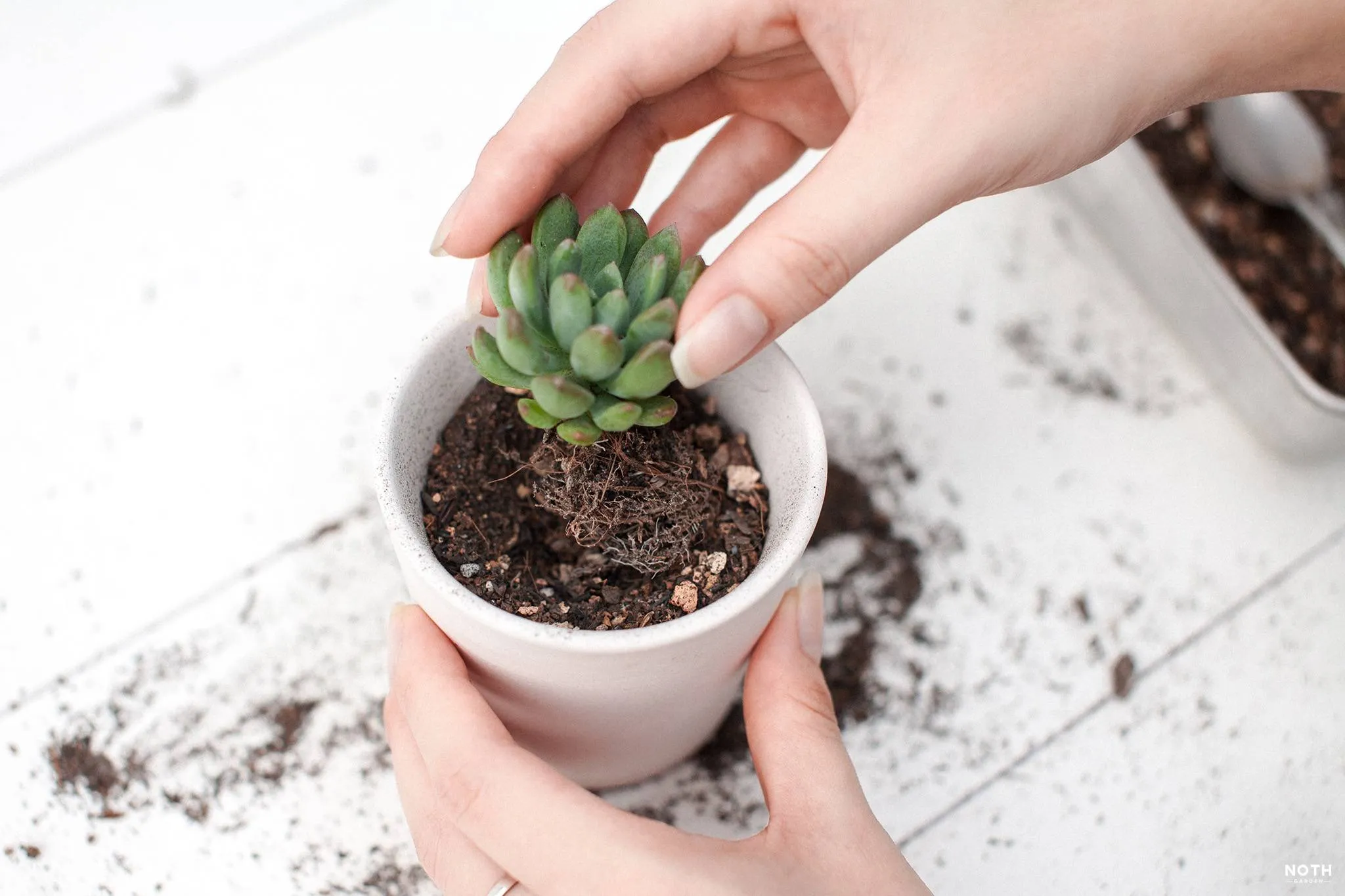 Lấp đầy giá thể xung quanh rễ cây để cố định cây trồng