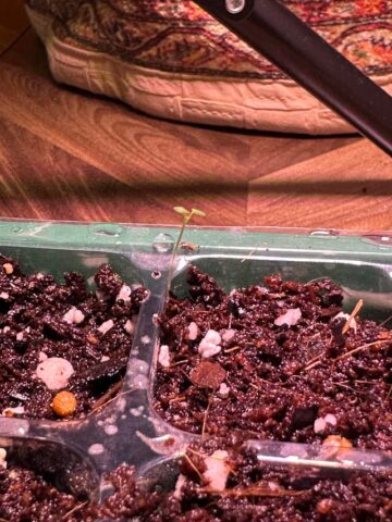 cách trồng và chăm sóc hoa oải hương Chuyên Sâu: Hướng Dẫn Toàn Diện Từ A-Z